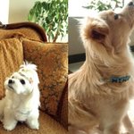 [<b>보들</b>밍마루] [<b>보들</b>밍크 이야기] 1. 평온한 일상에 갑자기 들이닥친...