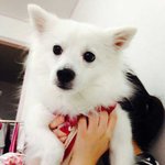 개껌먹는 뽀<b>송이</b>