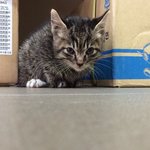 부산 <b>동래구</b> 길냥이ㅠ