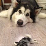 <b>개털</b>로 만든 미니어처 인형들