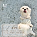 [유기견] [나주천사의집/말티즈] <b>박수</b> 잘 치는 초들이의 평생가족을...