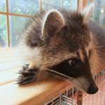 [너구리] 혼자보기 아까운 우리집 라쿤2