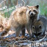 [<b>동물</b>사랑] 라쿤이와 글쓴이가 쓰는 편지