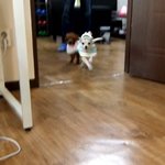 [왕귀비비] 비비 왔어요~ 아 이쁘다^^;;