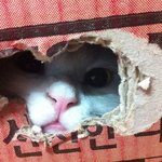 [페르<b>보리</b>냥] 고양이의  매력탐구!