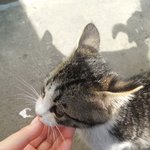 [꼭봐주세요] <b>회사건물</b> 밑에 버려진 고양이가 있어요 ㅠㅠ(추가)(추가)