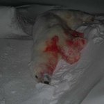 [널스토리] <b>식인</b> 곰 사건