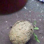 고창석 아저씨 닮은 개..
