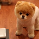 <b>인형</b> 보다 귀여운 포메라니안