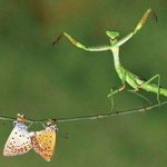 [콜로라도] 커플은 어찌되는지 <b>알지</b>? 진정한 커플 브레이커...