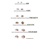 [널스토리] <b>동물</b>들의 뇌 크기