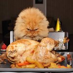항상 <b>화나</b>있는 고양이 시리즈