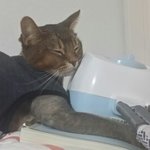 [고양이] 무한한 매력, 우리집 개냥이들