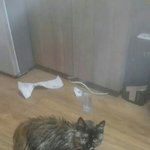 [도와주세요] 길고양이앵두 길들이기(수정)