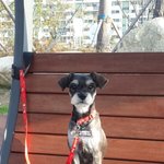 [도와주세요] 3대 악마견;;;;;;;?