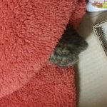 [건빵이] 건빵3개와 버려진 아기고양이 2편