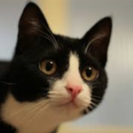 [없다] 집사들 모여라)  고양이의 사람같은 일화