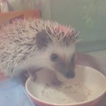 [고슴도치] 고슴도치 꼬순이의 <b>일상</b>