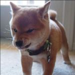 [반려견간식] 강아지 감정표현 <b>no</b>.1