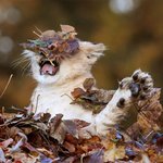 [추억파리여] 아기 사자의 가을 <b>jpg</b>