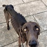 [추억파리여] <b>아사</b> 직전에 구출된 기적의 개