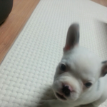 프렌치 테리어 봉자의 성장일기