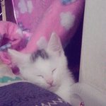 [<b>보보</b>] 새 가족 소개합니당