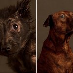 [추억파리여] <b>안락사</b> 직전 촬영한 개들의 초상화