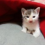 [도와주세요] 아기냥의  가족이 되어주세요~