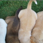 [반려견간식] 강아지 감정표현 <b>no</b>.2