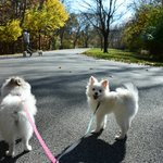 [<b>포</b><b>메</b>삼남매] 미국에 사는 <b>포메</b> 가족의 가을 나들이