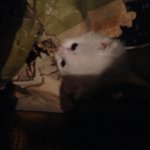 [도와주세요] (추가)누군가가 저희집 지하에 고양이를 두고간것 같아요ㅠㅠ...