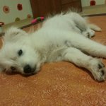 아기 강아지 사랑으로 키워주실분 찾습니다.