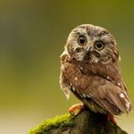 볼수록 매력적인 부엉이/<b>올빼미</b>