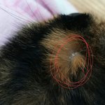 [댓글부탁] 고양이머리에이상한게있어요