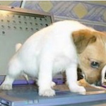 [반려견간식]  강아지 <b>배변</b>훈련 no.1 / <b>배변</b>습성