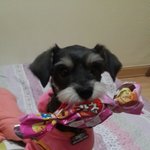 [겸둥이] <b>칸쵸</b>껍데기-