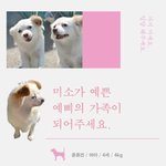 [유기견] [나주천사의집/<b>믹스</b>견] 아픔에도 웃음을 잃지않는 예삐의...
