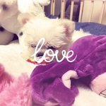 [EXO] 타오가 키우는 강아지 