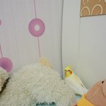 [개새] (사진 추가했습니다~) 안녕하세용 이쁜 왕관앵무 보고가쎄용^0^