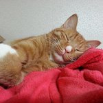 [<b>충이</b>묵이] 고양이들에게 꿀잠이란?