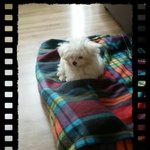 [댓글부탁] 새끼강아지 천문