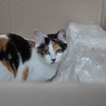 미모짱!애교짱! 비비안의 집사님을 공개수배합니다요!