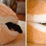 고양이의 <b>습성</b>을 배려한 가구와 생활용품들