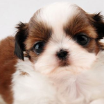 [반려견간식] 아이유 닮은 강아지/<b>시츄</b>