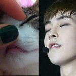 [EXO] 시우민은 진짜 <b>전생</b>에 고양이였을거야