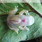 [널스토리] <b>투명</b>한 개구리