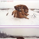 [널스토리] <b>한파</b>의 무서움 2