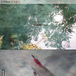 [널스토리] 몸에 <b>칼</b>을 단 물고기