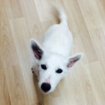 [강아지분양] 아기강아지를 주웠습니다..도와주세요(입양되었습니다)